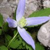 clematis alpina